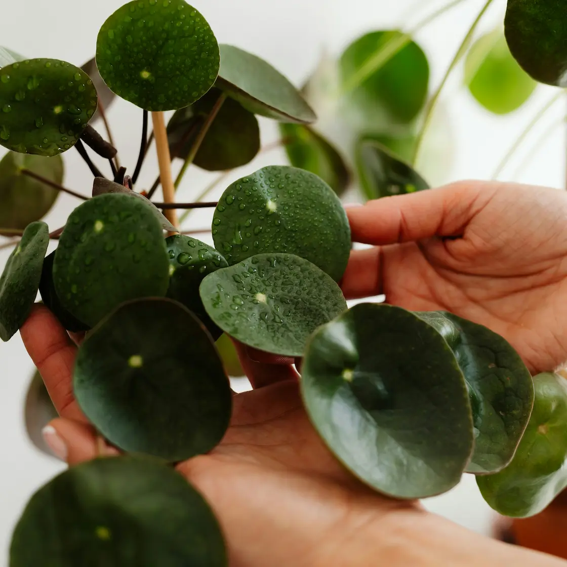 Hands holding plant representing support for new parents and perinatal therapy