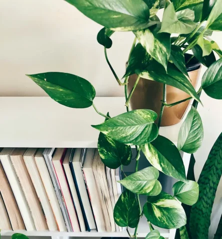 Plant in a calm interior setting with books and natural light