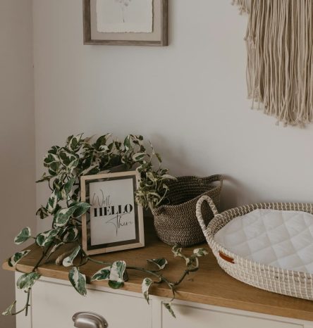 a green plant in a soft natural setting